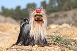 YORKSHIRE TERRIER 169